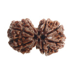 Load image into Gallery viewer, Gauri Shankar Rudraksha (12000)