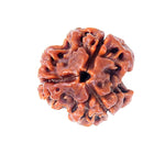 Load image into Gallery viewer, Three Mukhi Nepali Rudraksha
