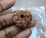 Load image into Gallery viewer, Eight Mukhi Nepali Rudraksha (9000)