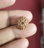 Load image into Gallery viewer, Eight Mukhi Indonesian Rudraksha (3500)