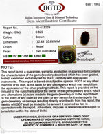 Load image into Gallery viewer, 0.820 Gram Natural Two Mukhi Rudraksha with Govt. Lab Certificate-KG615129