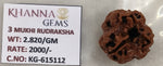 Load image into Gallery viewer, 2.820 Gram Natural Three Mukhi Rudraksha with Govt. Lab Certificate-KG615112