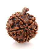Load image into Gallery viewer, Nepali Ganesh Rudraksha-(751)