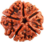 Load image into Gallery viewer, Five Mukhi Rudraksha (350)