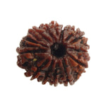 Load image into Gallery viewer, Fourteen Mukhi Nepali Rudraksha (61000)