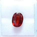 Load image into Gallery viewer, Ceylonese Gomed-(1100)