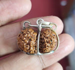 Load image into Gallery viewer, Gauri Shanker Indonesian Rudraksha (5500)