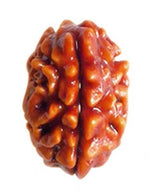 Load image into Gallery viewer, Two Mukhi Nepali Rudraksha (1500)