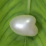 Load image into Gallery viewer, Keshi Pearl