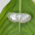 Load image into Gallery viewer, Keshi Pearl