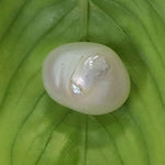 Load image into Gallery viewer, Keshi Pearl