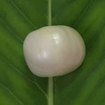 Load image into Gallery viewer, Keshi Pearl