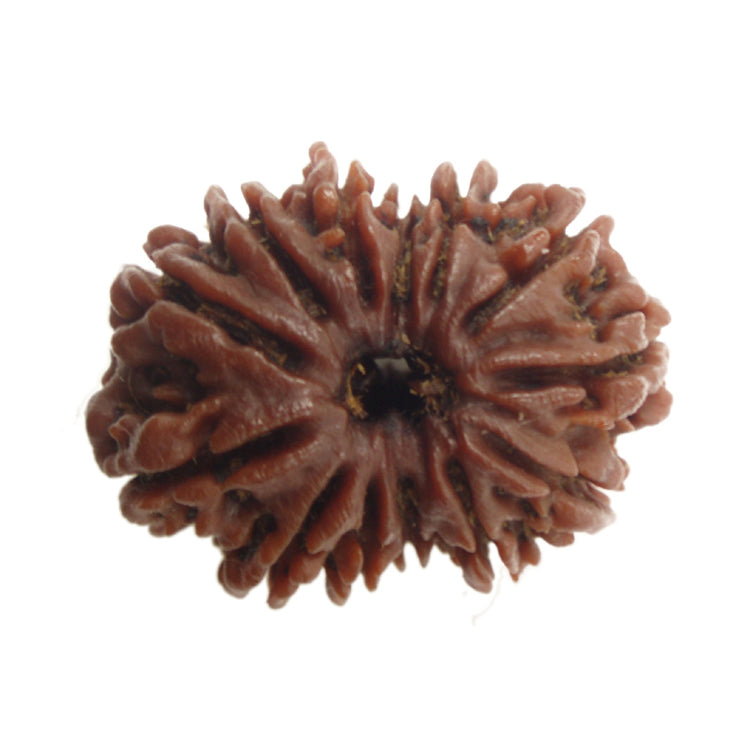 Thirteen Mukhi Nepali Rudraksha