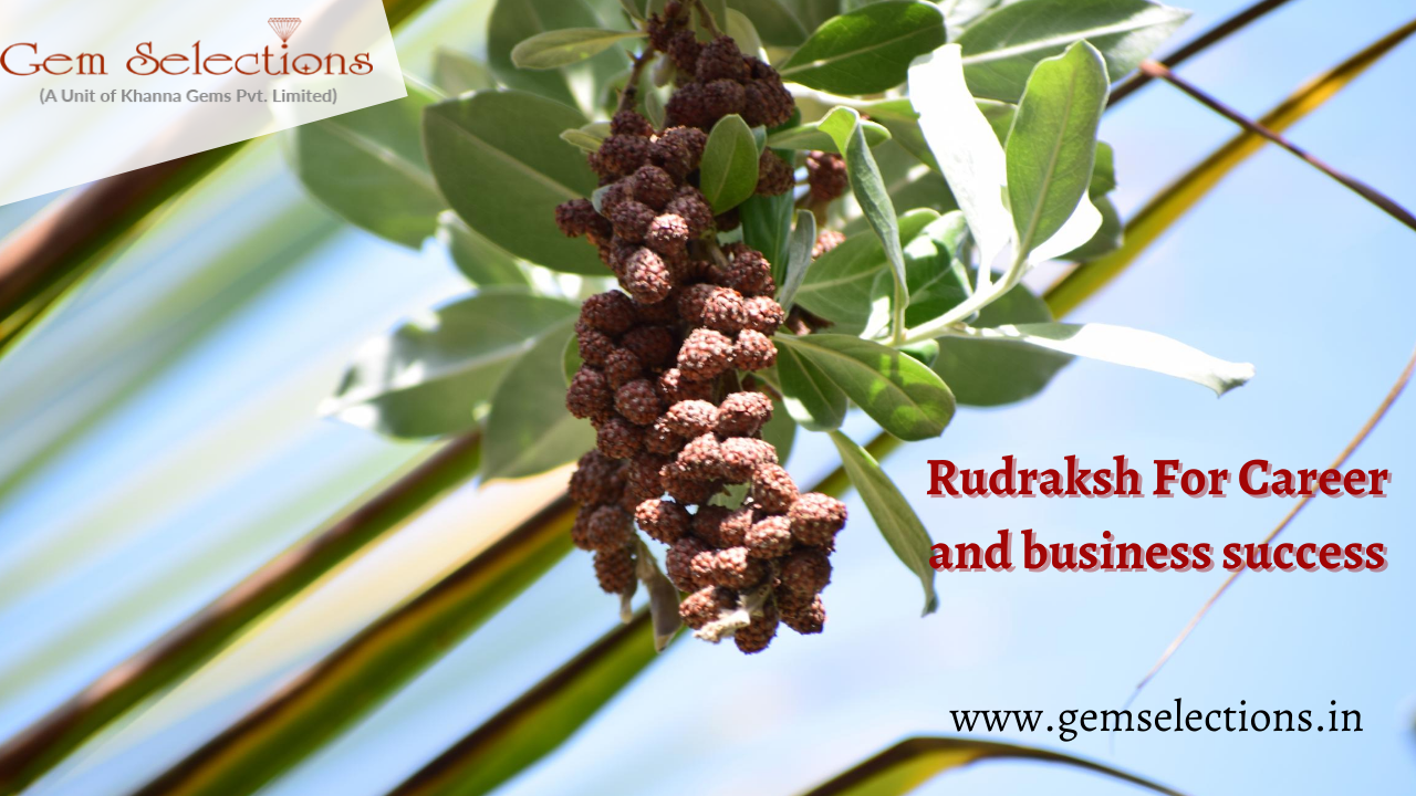 Rudraksha for career and business success