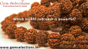 Rudraksha