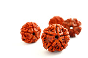 Learn the rules and benefits of wearing Rudraksha in Sawan
