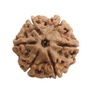 Why You Should Wear Rudraksha For Shravan Month