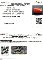 Load image into Gallery viewer, 8.17/CT Natural Red Coral With Govt. Lab Certificate-10877D43887