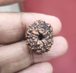 Load image into Gallery viewer, Ten Mukhi Indonesian Rudraksha (3500)
