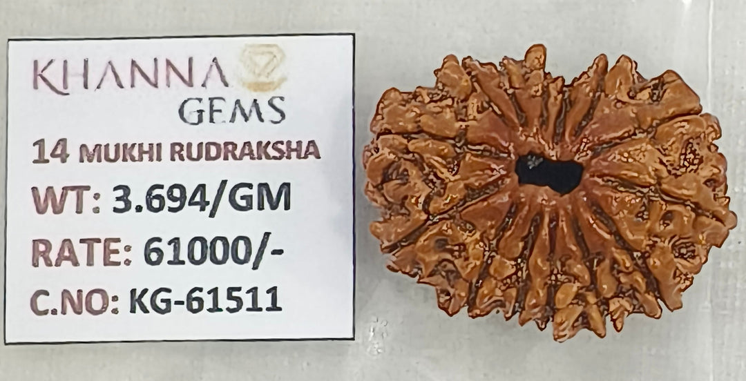 3.690 Gram Natural 14 Mukhi Rudraksha with Govt. Lab Certificate-KG61511
