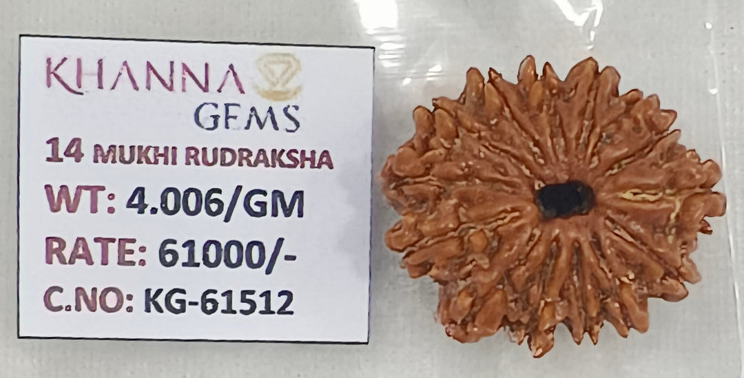 4.000 Gram Natural 14 Mukhi Rudraksha with Govt. Lab Certificate-KG61512