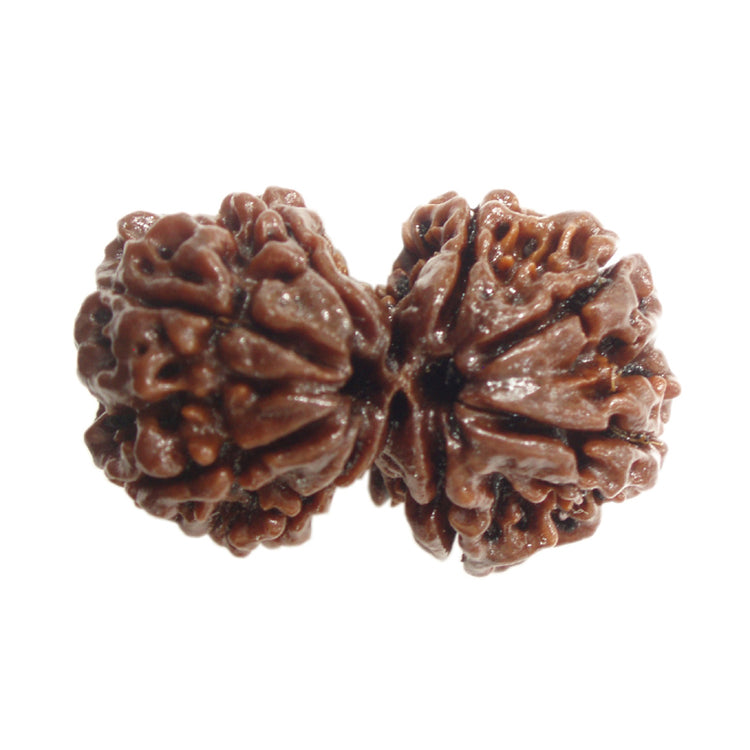 Gauri Shankar Rudraksha (12000)