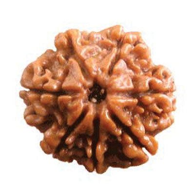Seven Mukhi Rudraksha (2000)