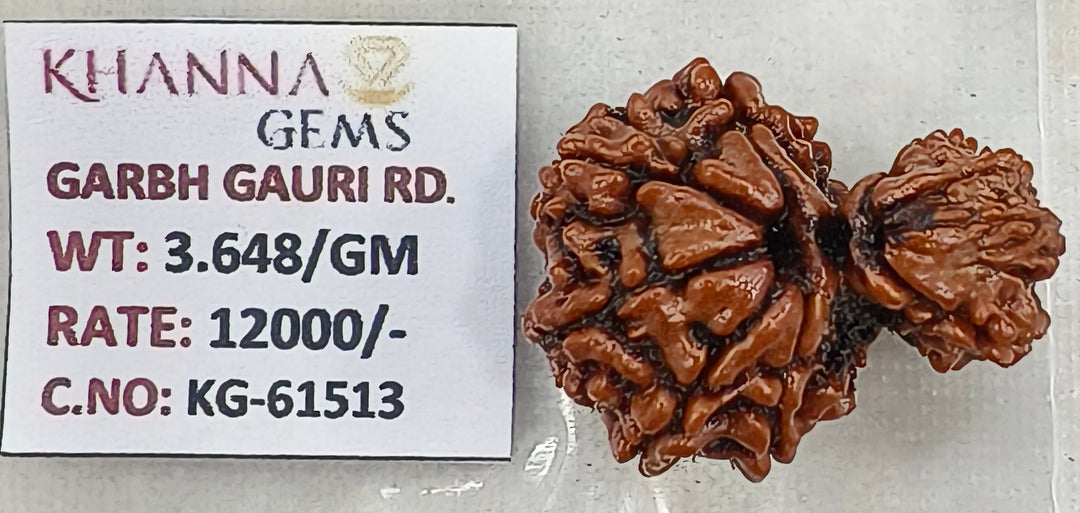 3.640 Gram Natural Garbh Gauri  Rudraksha with Govt. Lab Certificate-KG61513