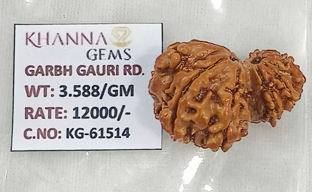 3.580 Gram Natural Garbh Gauri  Rudraksha with Govt. Lab Certificate-KG61514