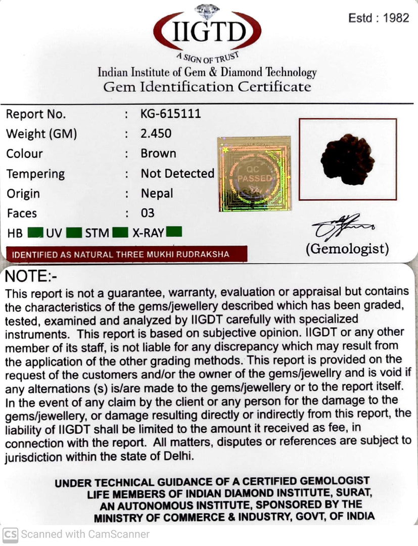 2.450 Gram Natural Three Mukhi Rudraksha with Govt. Lab Certificate-KG615111