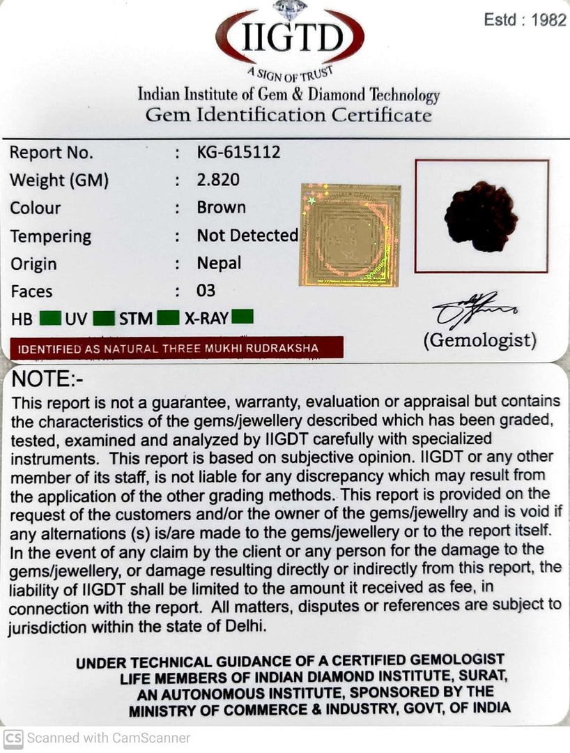 2.820 Gram Natural Three Mukhi Rudraksha with Govt. Lab Certificate-KG615112