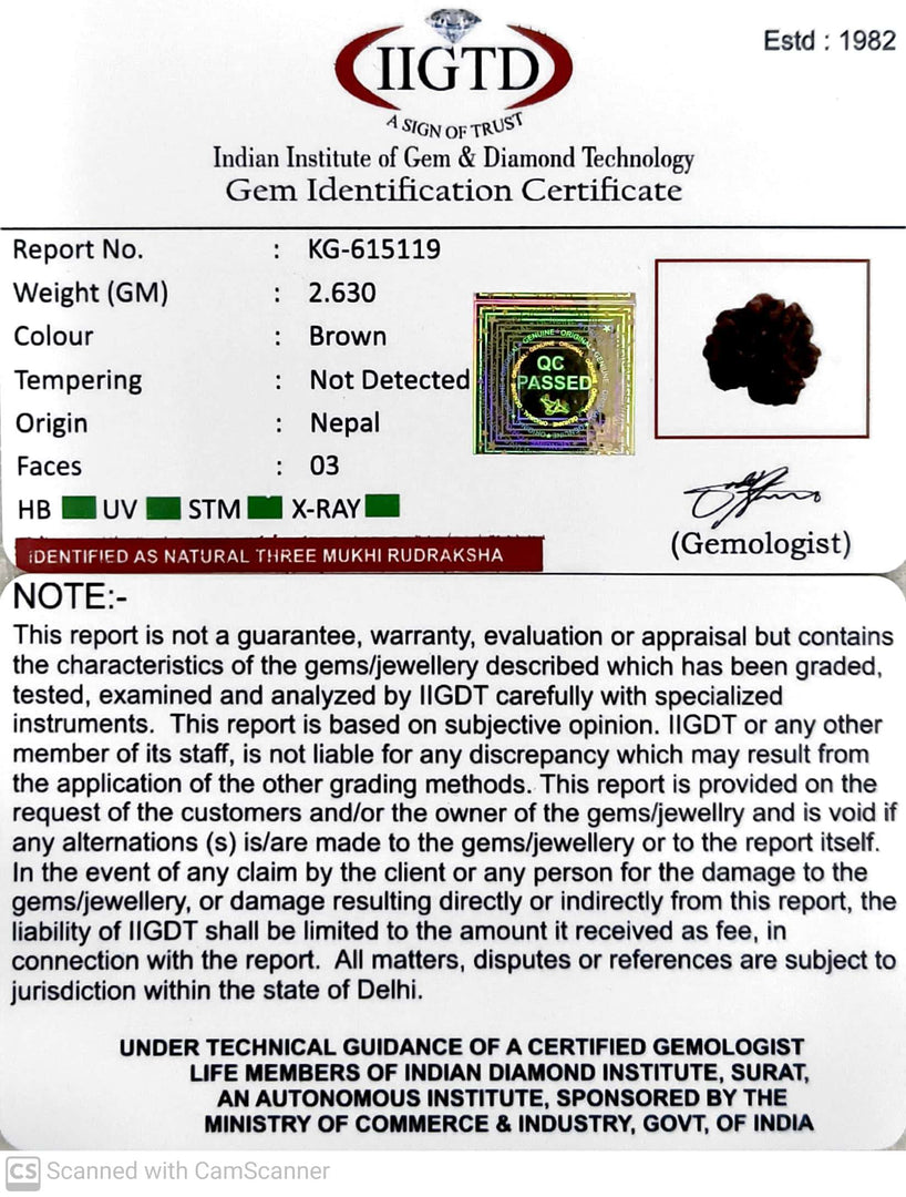 2.630 Gram Natural Three Mukhi Rudraksha with Govt. Lab Certificate-KG615119