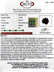 2.630 Gram Natural Three Mukhi Rudraksha with Govt. Lab Certificate-KG615119