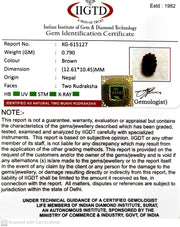 0.790 Gram Natural Two Mukhi Rudraksha with Govt. Lab Certificate-KG615127