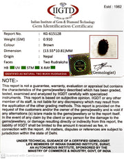 0.910 Gram Natural Two Mukhi Rudraksha with Govt. Lab Certificate-KG615128