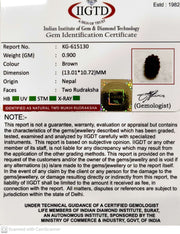 0.900 Gram Natural Two Mukhi Rudraksha with Govt. Lab Certificate-KG615130