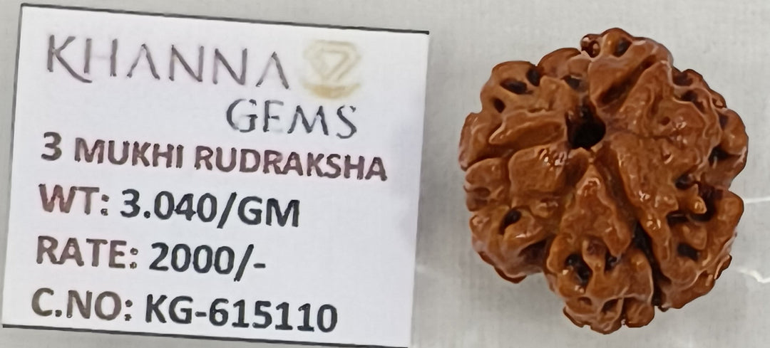 3.040 Gram Natural Three Mukhi Rudraksha with Govt. Lab Certificate-KG615110