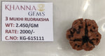 Load image into Gallery viewer, 2.450 Gram Natural Three Mukhi Rudraksha with Govt. Lab Certificate-KG615111