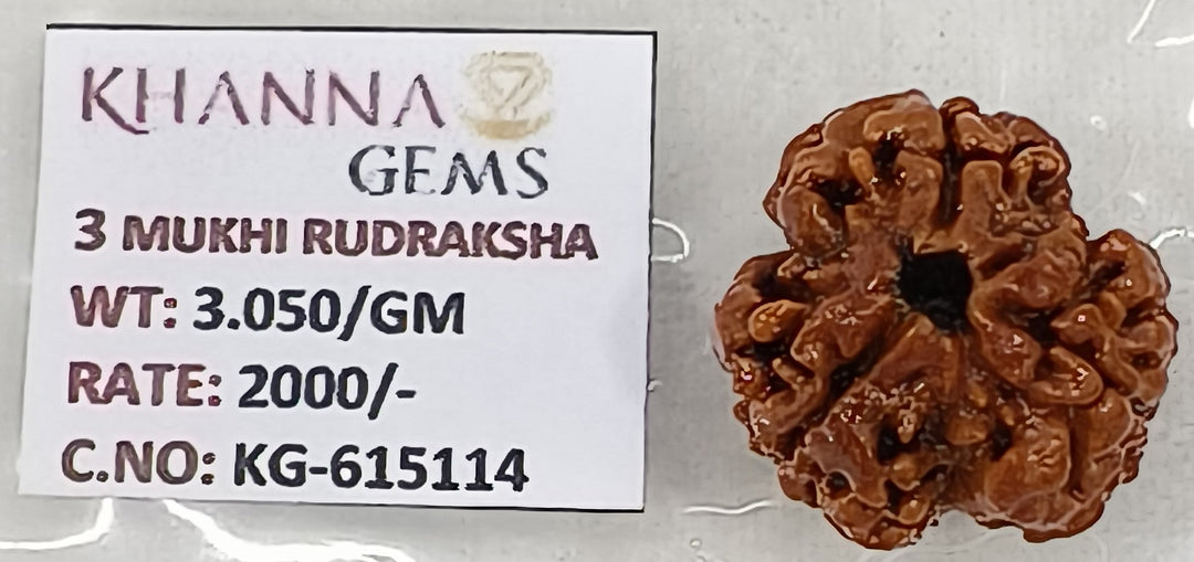 3.050 Gram Natural Three Mukhi Rudraksha with Govt. Lab Certificate-KG615114