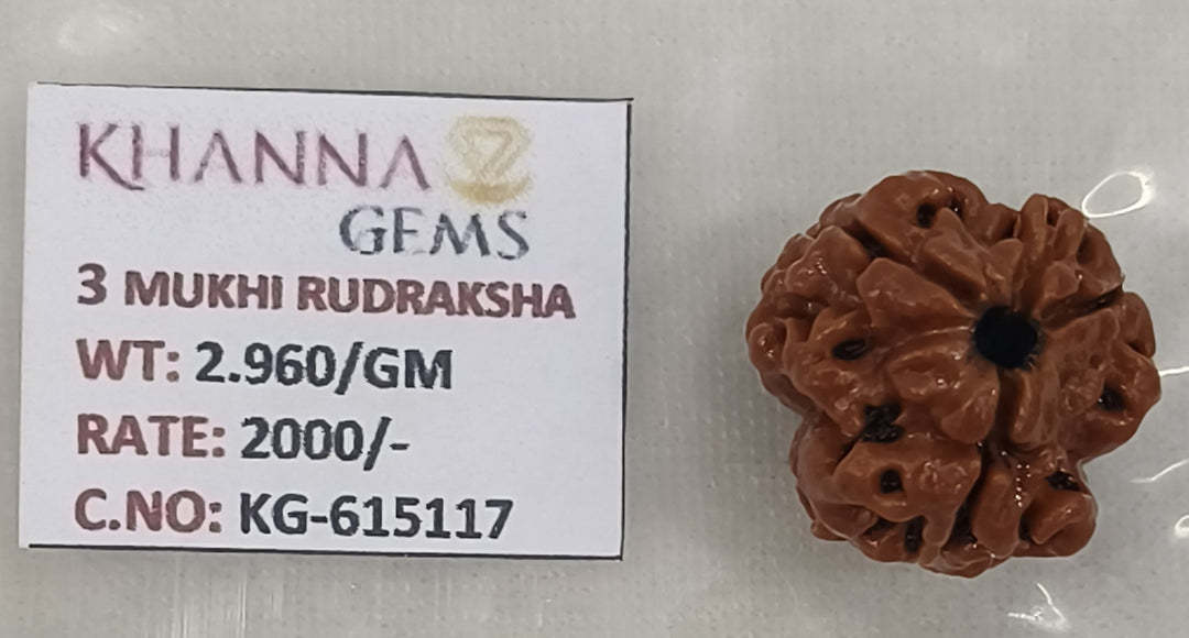 2.960 Gram Natural Three Mukhi Rudraksha with Govt. Lab Certificate-KG615117