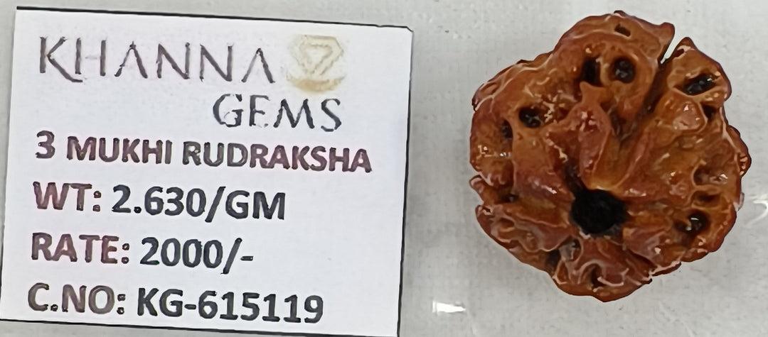 2.630 Gram Natural Three Mukhi Rudraksha with Govt. Lab Certificate-KG615119