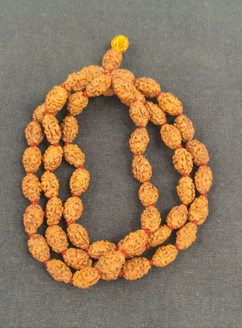 TWO MUKHI RUDRAKSHA MALA - KG01